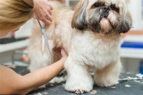 Schéma des étapes de toilettage du Shih Tzu