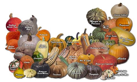 Diagramme illustrant les différentes variétés de citrouilles et leurs usages culinaires