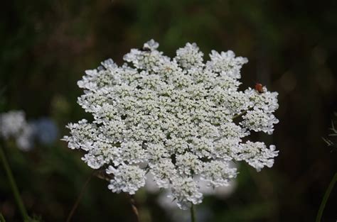Plantes sauvages à fleurs blanches