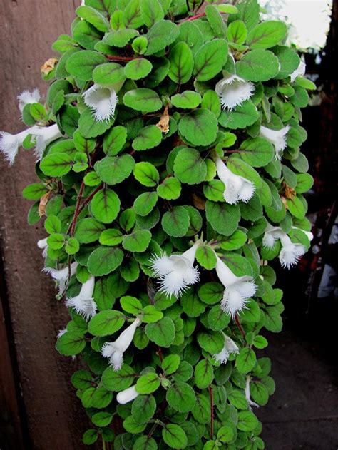 Alsobia dianthiflora