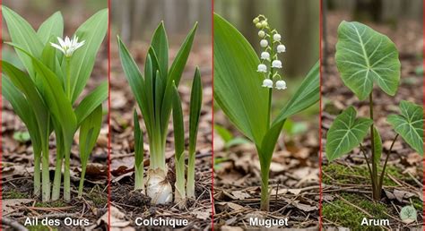 Schéma comparatif ail des ours, colchique, muguet