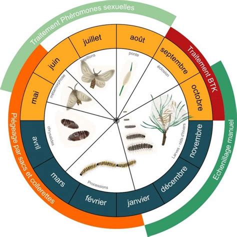 Infographie sur le cycle de vie des chenilles processionnaires et les risques
