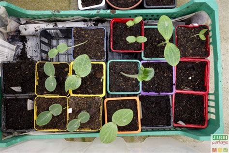 Infographie montrant les étapes de semis d'un melon en godet, de la graine à la jeune plantule.