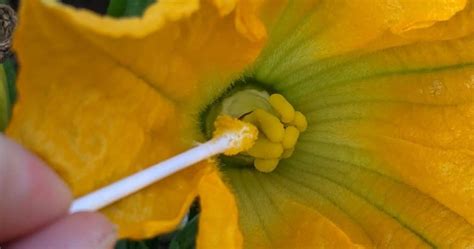 Illustration d'une main effectuant la pollinisation manuelle d'une fleur de melon avec un pinceau.