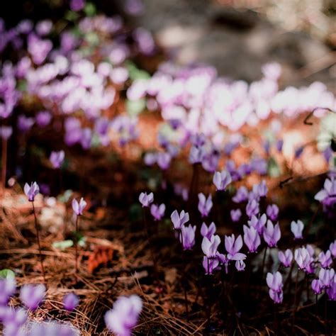 Massif de cyclamens fleuris sous un arbre en hiver