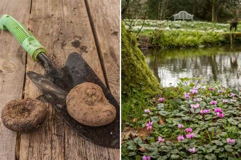 Schéma illustrant le sens de plantation d'un tubercule de cyclamen