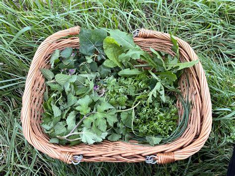 une sélection de plantes sauvages dans un panier en osier en forêt