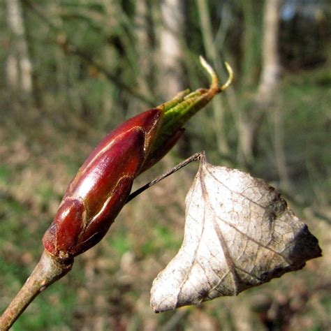 gros plan sur les bourgeons de peuplier noir et fleurs de pâquerettes