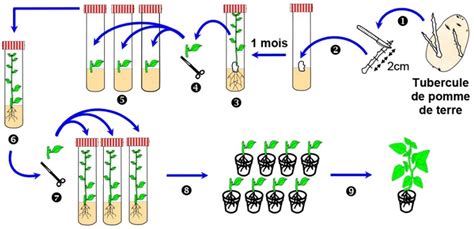 Schéma des différentes méthodes de bouturage
