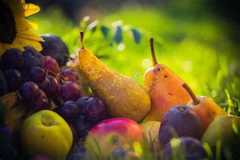 Verger sous le soleil avec des fruits