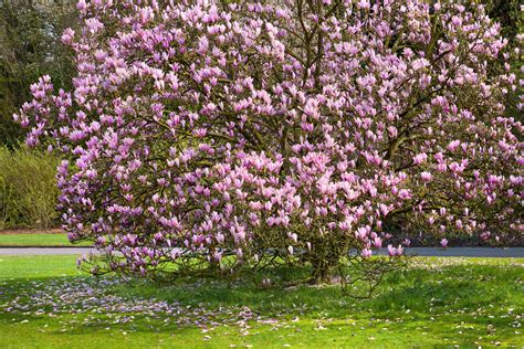 Magnolia en pleine floraison