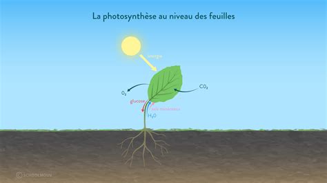 Photosynthèse expliquée