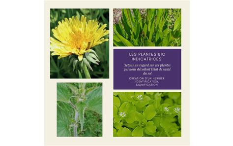 Plantes bio-indicatrices et type de sol