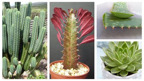 illustration d'une collection diverse de plantes succulentes en pots