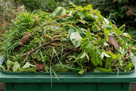 Exemple de déchets verts pour le jardin en lasagne