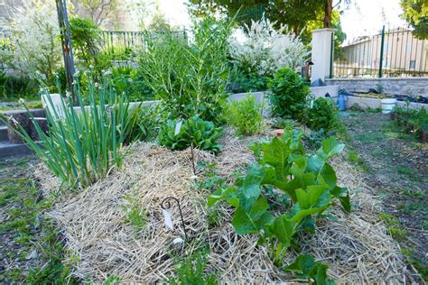 Variété de légumes cultivés sur une butte en lasagne
