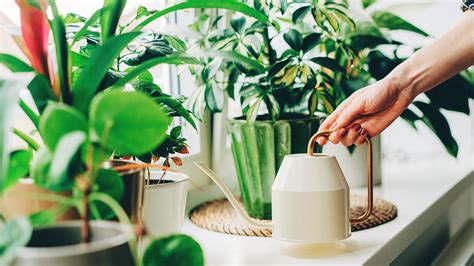 Plantes d'intérieur bien arrosées