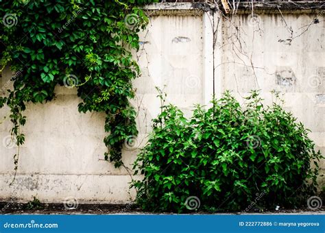 Illustration d'une plante grimpante sur un mur ancien