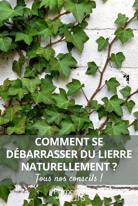 Infographie illustrant la croissance du lierre et ses effets sur les structures