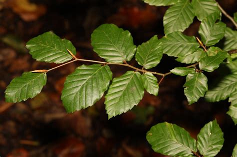 Hêtre européen bonsaï et ses feuilles changeantes au fil des saisons
