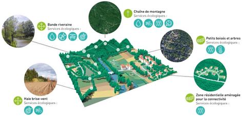 Infographie sur les bienfaits écologiques des couvre-sol