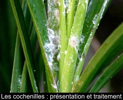 Illustration d'une cochenille farineuse sur une feuille de plante grasse