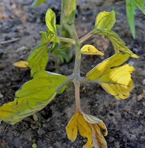 Tomates avec des feuilles jaunies, signe de stress dû à un mauvais amendement