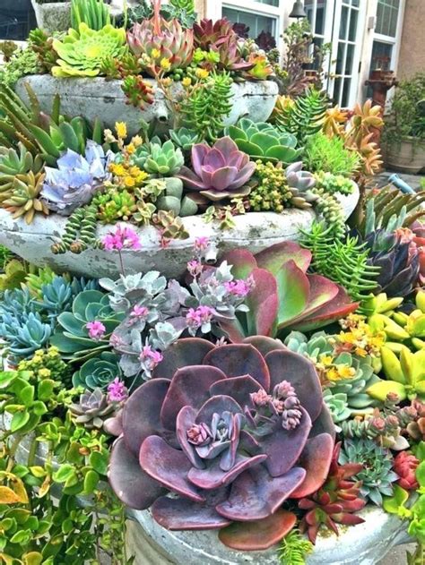 Jardin de succulentes en extérieur