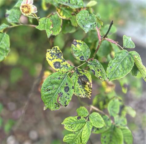 Feuillage de rosier atteint par le marsonia