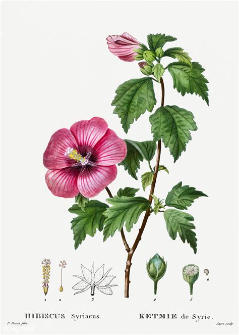 Illustration d'un Hibiscus syriacus 'Leopoldii' en fleur