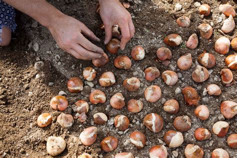 nettoyage et stockage des bulbes de tulipes