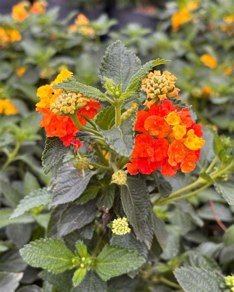 Lantana camara en fleurs et ses baies noires
