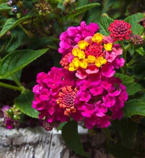 Différentes couleurs de fleurs de lantana