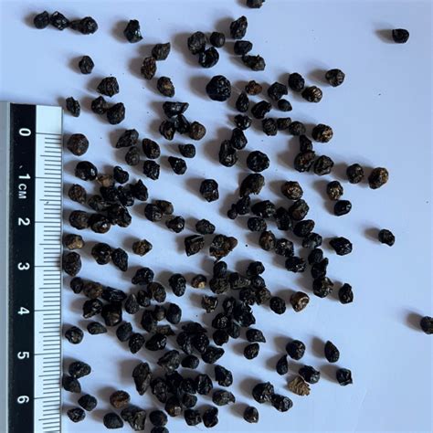 Graines de lantana extraites et nettoyées