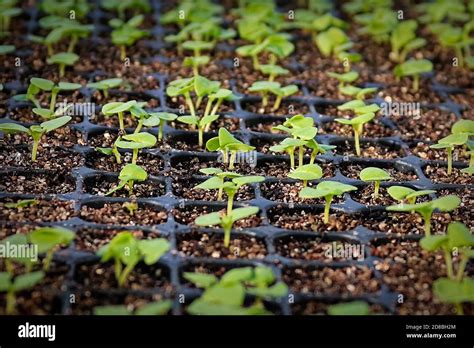 Jeunes plantules de lantana après germination