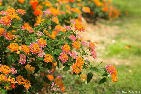 Lantana planté en pleine terre dans un massif