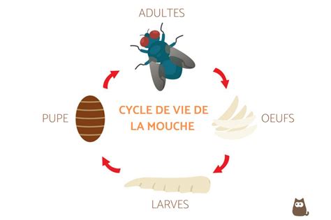 Cycle de vie des moucherons des terreaux