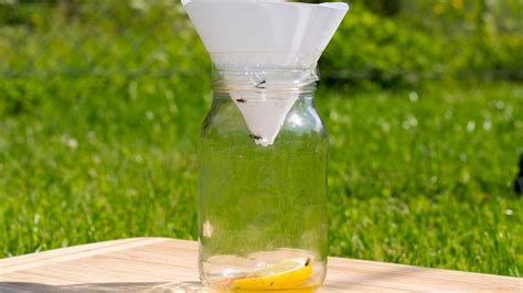 Piège à moucherons DIY