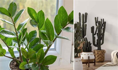 Plante d'intérieur avec feuilles abîmées