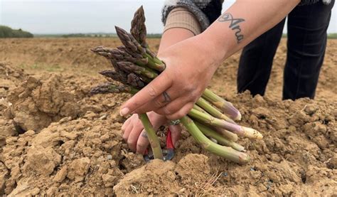 Schéma explicatif des étapes de récolte des asperges en plein champ