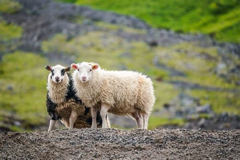 Moutons islandais dans un paysage verdoyant