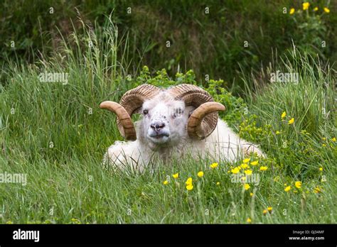 Mouton islandais avec ses cornes caractéristiques