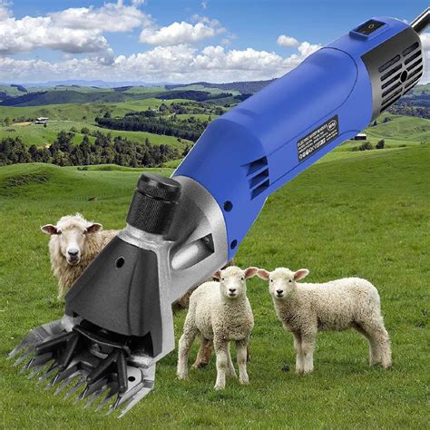 Un fermier islandais tondant un mouton avec une tondeuse électrique
