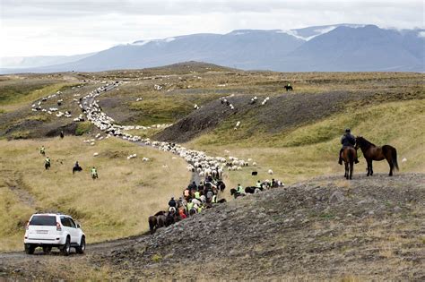 Bénévoles triant des moutons dans un corral pendant le Réttir