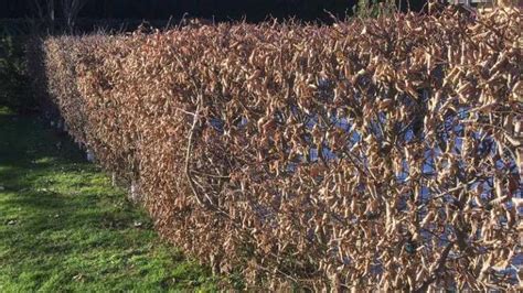 Haie de charmille en hiver