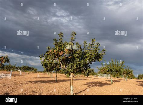 Champ de pistachiers en Espagne
