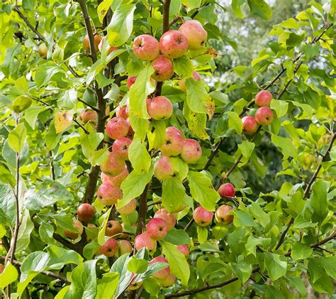Illustration d'un pommier sauvage (Malus Sieversii) avec ses petites pommes
