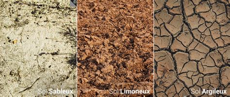 Schéma illustrant les trois types de sols : argileux, sableux et limoneux avec leurs caractéristiques de rétention d'eau
