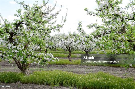 Vue panoramique d'un verger de pommiers en fleurs dans la vallée de la Loire