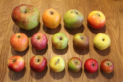 Palette de différentes variétés de pommes récoltées dans un verger